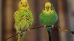 Molting valovitih papage, kako razumeti, da je papirna perilo